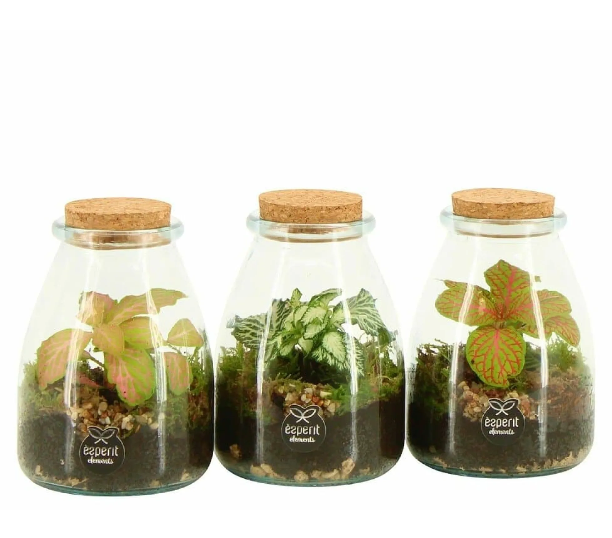 Terrario De Cristal 90716 (unidad)