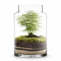 Terrario Irati Moss 19x36 Cm