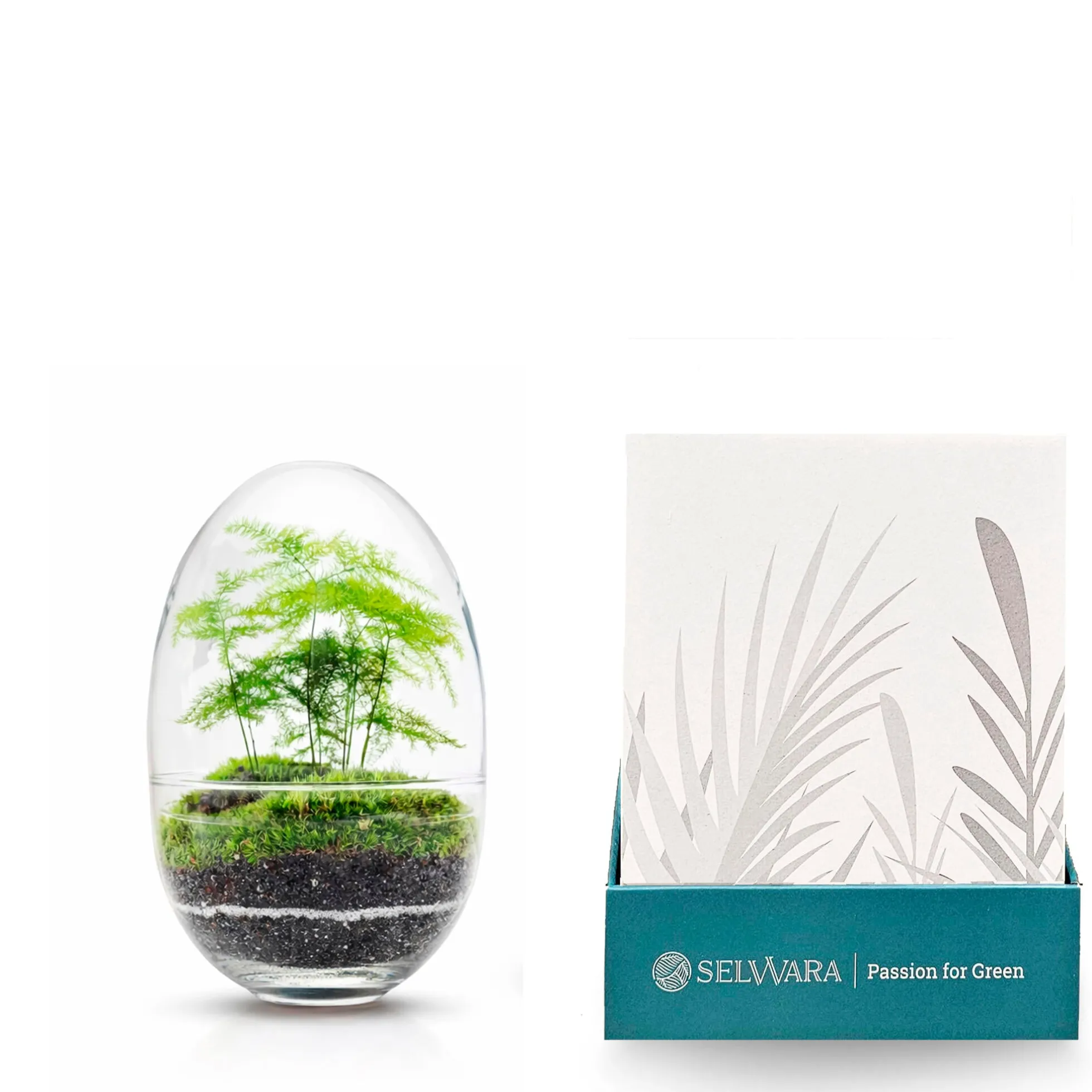 Terrario Madagascar Erawan Moss 15x22 Cm