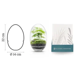 Terrario Madagascar Erawan Moss 15x22 Cm