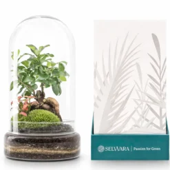 Terrario Madagascar Forest 19x36 Cm