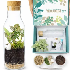Terrarium Live Diy - Incluye Plantas Y Musgo