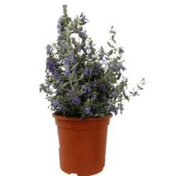 Teucrium Azureum M24 60cm