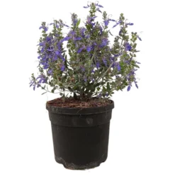 Teucrium Azureum M19 35cm