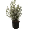 Teucrium Fruticans M19 60cm
