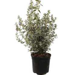 Teucrium Fruticans M19 60cm
