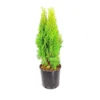 Thuja Aurea Nana M20