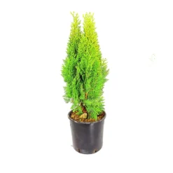 Thuja Aurea Nana M20