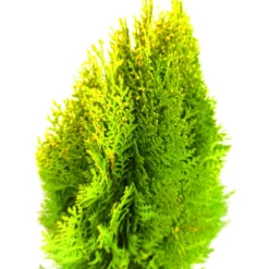 Thuja Aurea Nana M20