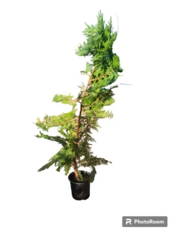 Thuja Maceta