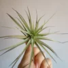 Tillandsia Aeranthos Clavel Del Aire Planta Aerea