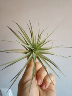 Tillandsia Aeranthos Clavel Del Aire Planta Aerea
