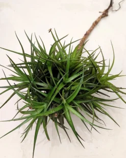 Tillandsia aeranthos "clump" (mata); planta del aire, mata de plantas; Curiosarium; altura 15 cm, diámetro 25 cm