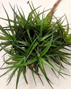 Tillandsia aeranthos "clump" (mata); planta del aire, mata de plantas; Curiosarium; altura 15 cm, diámetro 25 cm