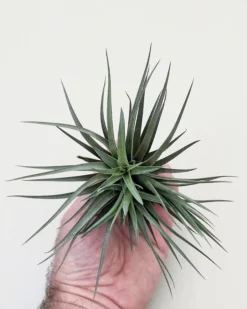Tillandsia aeranthos 'Negra'; planta del aire negra, burdeos y marrón; Curiosarium; altura 13-15 cm, diámetro 15-18 cm