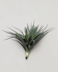 Tillandsia aeranthos 'Negra'; planta del aire negra, burdeos y marrón; Curiosarium; altura 13-15 cm, diámetro 15-18 cm