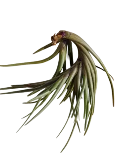 Tillandsia Albertiana Clavel Del Aire Planta Natural Epifita