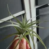 Tillandsia Albida Minor Planta Clavel Del Aire