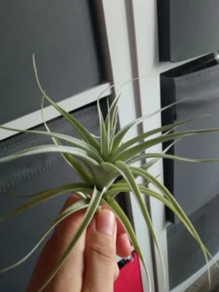 Tillandsia Albida Minor Planta Clavel Del Aire