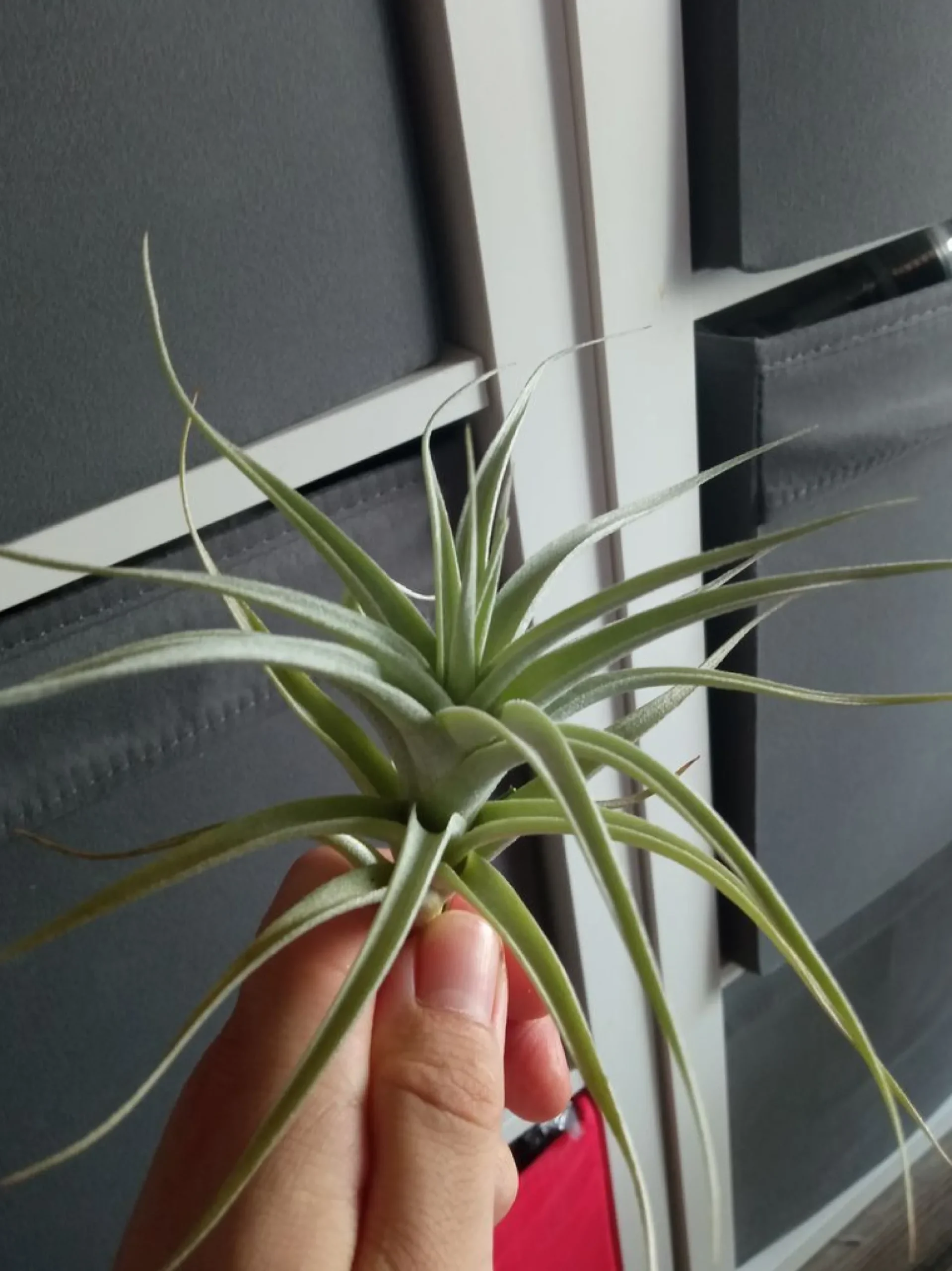 Tillandsia Albida Minor Planta Clavel Del Aire