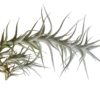 Tillandsia Albida Planta Natural Clavel Del Aire 5-7 Cms