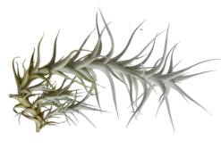 Tillandsia Albida Planta Natural Clavel Del Aire 5-7 Cms