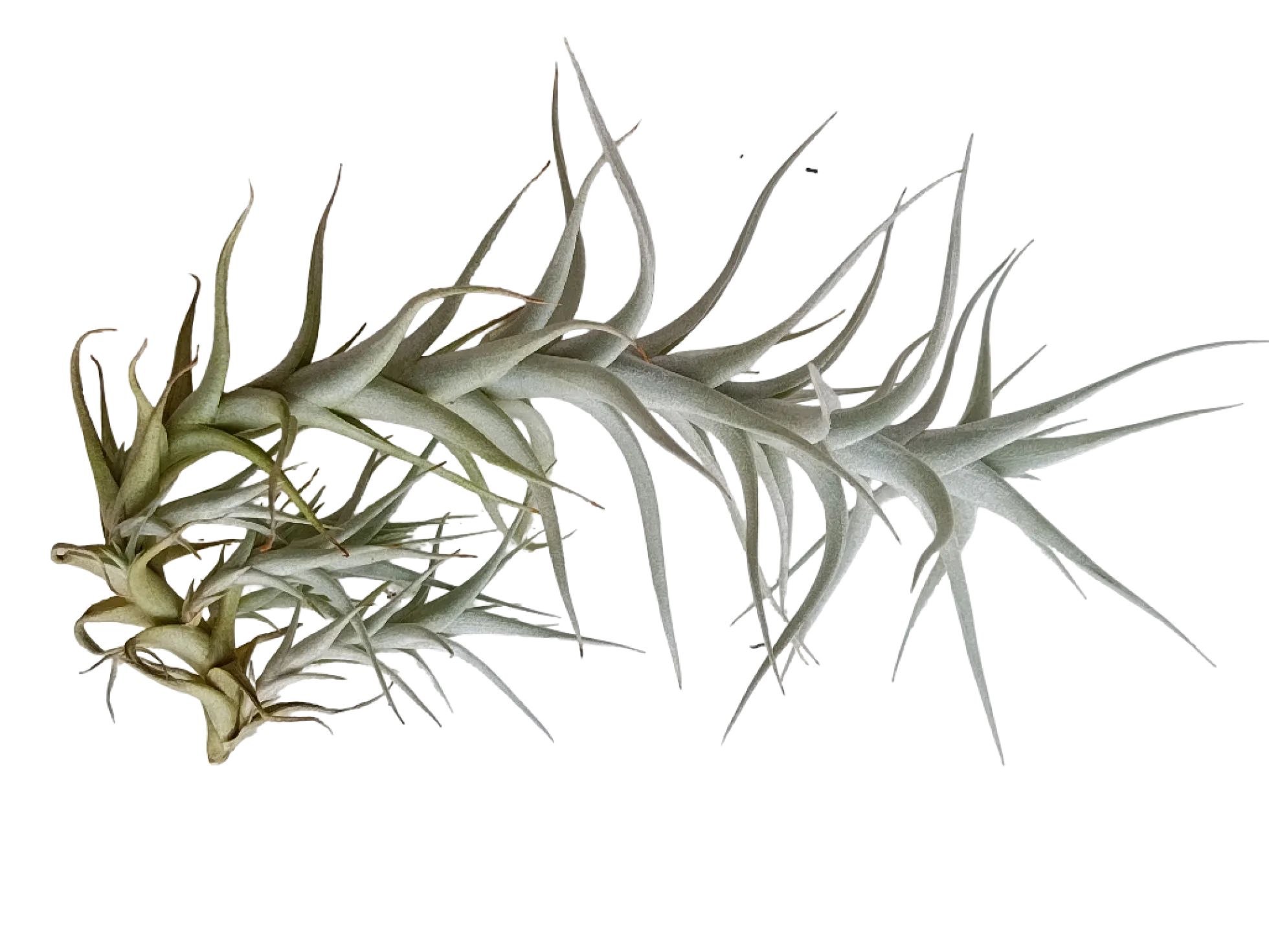Tillandsia Albida Planta Natural Clavel Del Aire 5-7 Cms