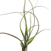 Tillandsia Balbisiana Planta Natural Clavel Del Aire 5-7 Cms