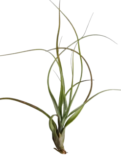 Tillandsia Balbisiana Planta Natural Clavel Del Aire 5-7 Cms