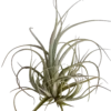 Tillandsia Balsasensis Planta Natural Clavel Del Aire 5-7 Cms