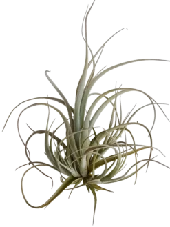 Tillandsia Balsasensis Planta Natural Clavel Del Aire 5-7 Cms