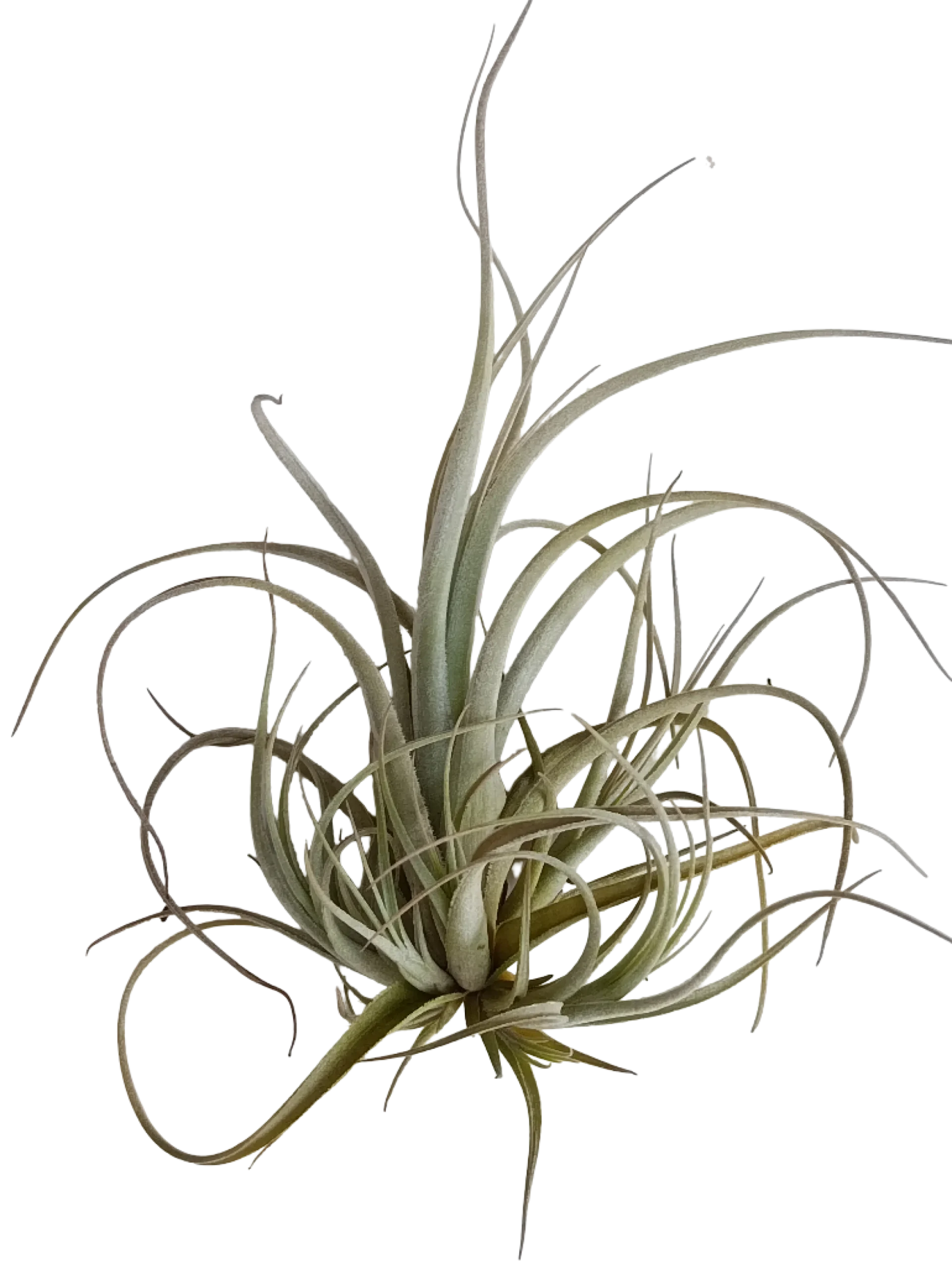 Tillandsia Balsasensis Planta Natural Clavel Del Aire 5-7 Cms