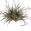 Tillandsia Bandensis Planta Natural Clavel Del Aire 5-7 Cms