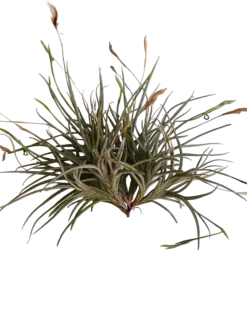 Tillandsia Bandensis Planta Natural Clavel Del Aire 5-7 Cms