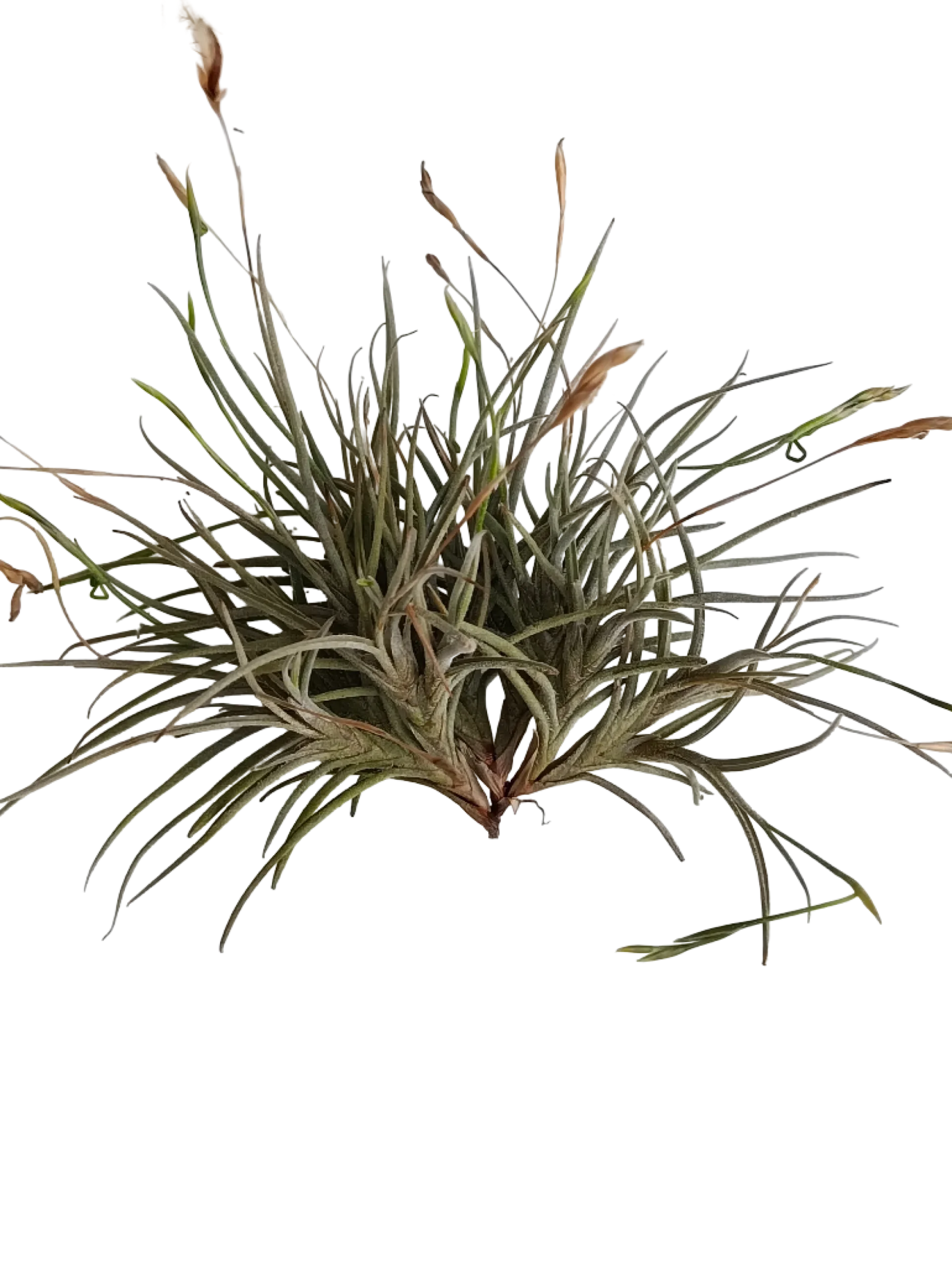 Tillandsia Bandensis Planta Natural Clavel Del Aire 5-7 Cms