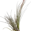 Tillandsia Bartrami Planta Natural Clavel Del Aire 5-7 Cms