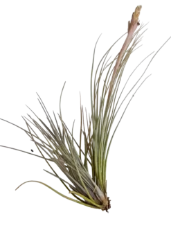 Tillandsia Bartrami Planta Natural Clavel Del Aire 5-7 Cms