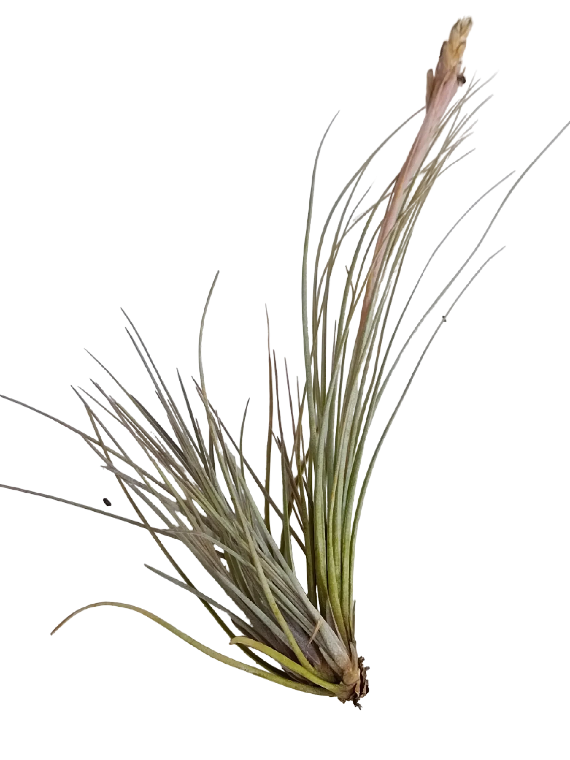 Tillandsia Bartrami Planta Natural Clavel Del Aire 5-7 Cms
