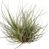 Tillandsia Batrami Mini Clumb Planta Natural Clavel Del Aire