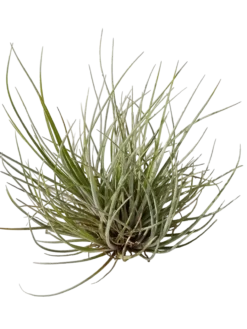 Tillandsia Batrami Mini Clumb Planta Natural Clavel Del Aire