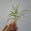 Tillandsia Bergeri Clavel Del Aire Tillandsias