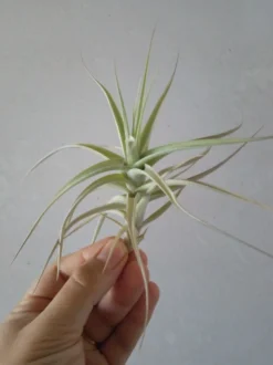 Tillandsia Bergeri Clavel Del Aire Tillandsias