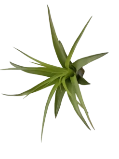 Tillandsia Brachycaulo Clavel Del Aire Tillandsias