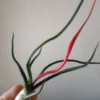 Tillandsia Bulbosa Planta Clavel Del Aire