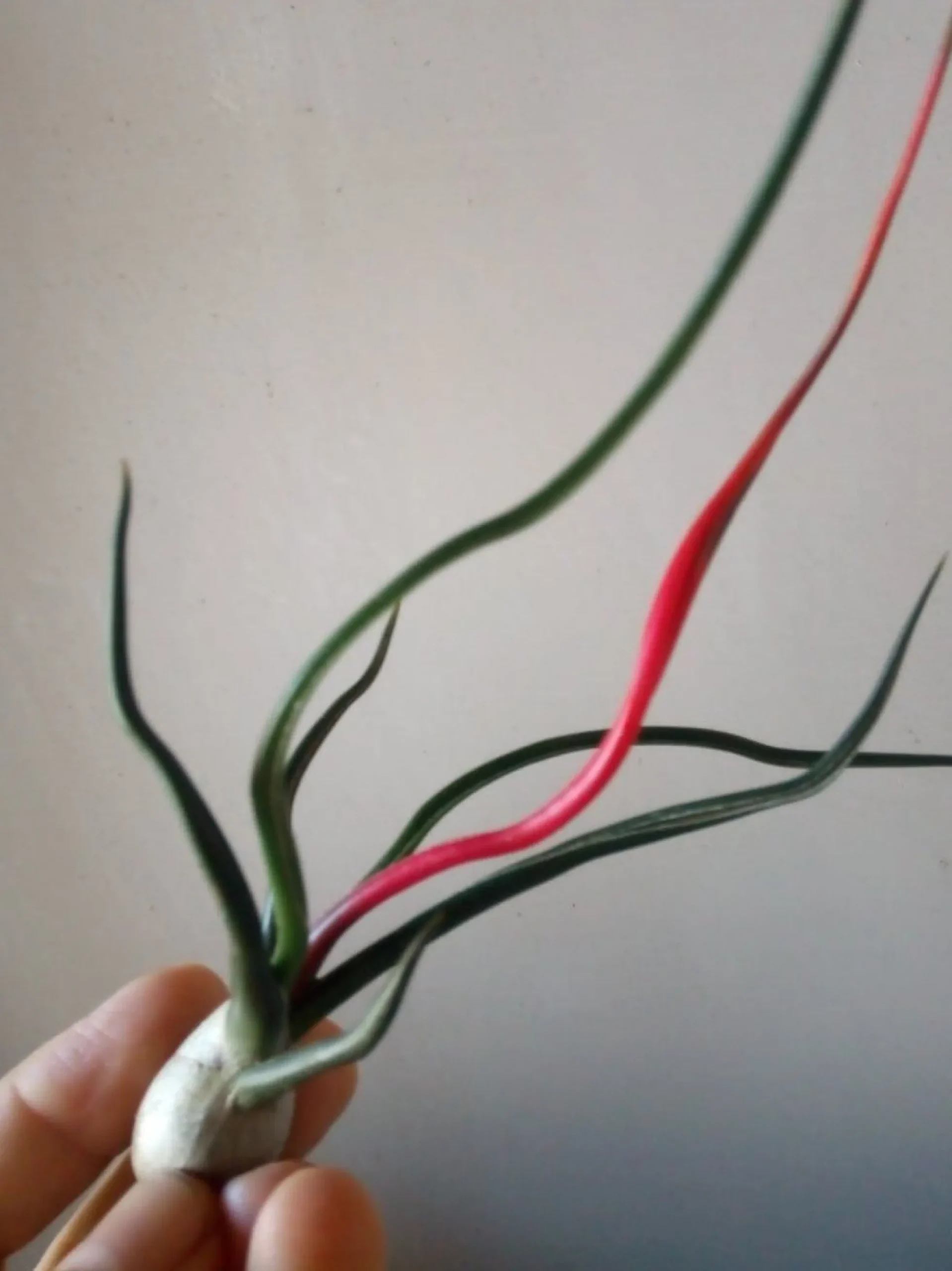 Tillandsia Bulbosa Planta Clavel Del Aire