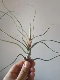 Tillandsia Butzii Planta Clavel Del Aire 5 Cms