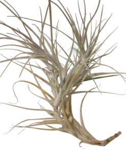 Tillandsia Caerulea Planta Natural Clavel Del Aire Colgante