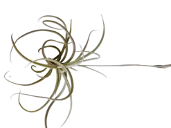 Tillandsia Caliginosa Planta Natural Clavel Del Aire 5-7 Cms