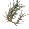 Tillandsia Capillaris Planta Natural Clavel Del Aire 5-7 Cms