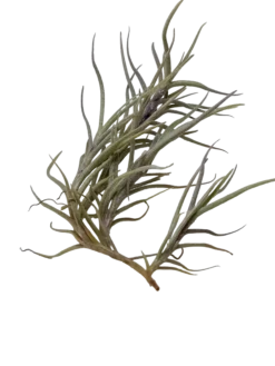 Tillandsia Capillaris Planta Natural Clavel Del Aire 5-7 Cms